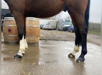 Francés de silla (Selle francais), Caballo castrado, 13 años, 160 cm, Castaño