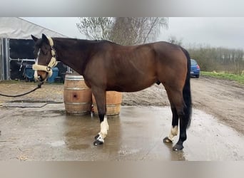 Francés de silla (Selle francais), Caballo castrado, 13 años, 160 cm, Castaño