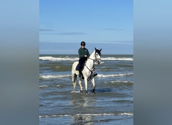 Francés de silla (Selle francais), Caballo castrado, 13 años, 162 cm, Tordo