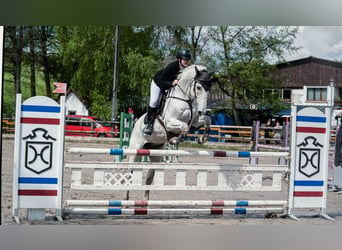 Francés de silla (Selle francais), Caballo castrado, 13 años, 162 cm, Tordo