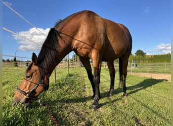 Francés de silla (Selle francais), Caballo castrado, 13 años, 168 cm, Castaño