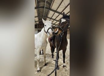 Francés de silla (Selle francais), Caballo castrado, 13 años, 170 cm, White/Blanco