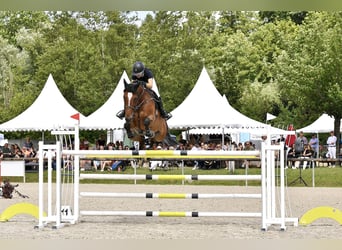 Francés de silla (Selle francais), Caballo castrado, 13 años, 173 cm, Castaño