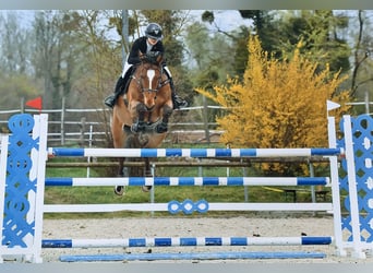 Francés de silla (Selle francais), Caballo castrado, 13 años, 173 cm, Castaño