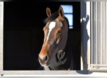 Francés de silla (Selle francais), Caballo castrado, 13 años, 173 cm, Castaño