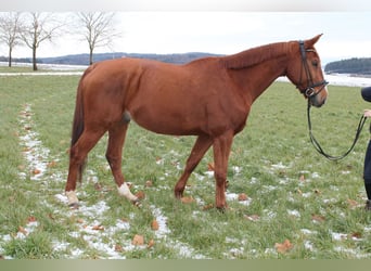 Francés de silla (Selle francais), Caballo castrado, 13 años, 175 cm, Alazán