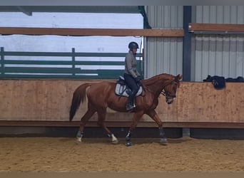 Francés de silla (Selle francais), Caballo castrado, 13 años, 175 cm, Alazán