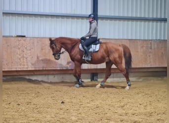 Francés de silla (Selle francais), Caballo castrado, 13 años, 175 cm, Alazán