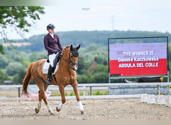 Francés de silla (Selle francais), Caballo castrado, 14 años, 167 cm, Castaño