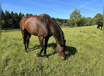 Francés de silla (Selle francais), Caballo castrado, 14 años, 170 cm, Castaño