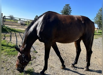 Francés de silla (Selle francais), Caballo castrado, 14 años, 170 cm, Castaño