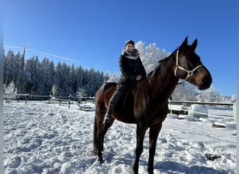 Francés de silla (Selle francais), Caballo castrado, 14 años, 170 cm, Castaño