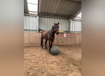 Francés de silla (Selle francais), Caballo castrado, 14 años, 170 cm, Castaño