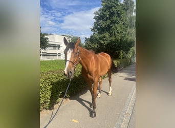 Francés de silla (Selle francais), Caballo castrado, 14 años, 170 cm, Castaño