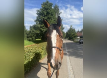 Francés de silla (Selle francais), Caballo castrado, 14 años, 170 cm, Castaño