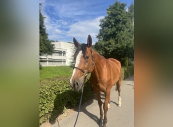 Francés de silla (Selle francais), Caballo castrado, 14 años, 170 cm, Castaño