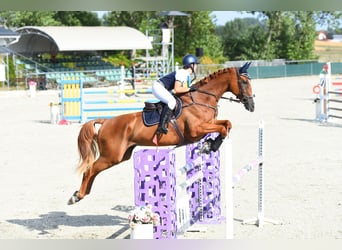 Francés de silla (Selle francais), Caballo castrado, 14 años, 180 cm, Alazán-tostado