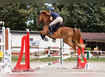 Francés de silla (Selle francais), Caballo castrado, 14 años, 180 cm, Alazán-tostado