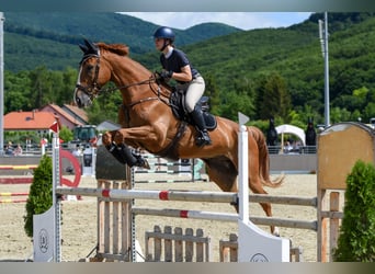 Francés de silla (Selle francais), Caballo castrado, 14 años, 180 cm, Alazán-tostado