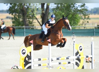 Francés de silla (Selle francais), Caballo castrado, 14 años, 180 cm, Alazán-tostado