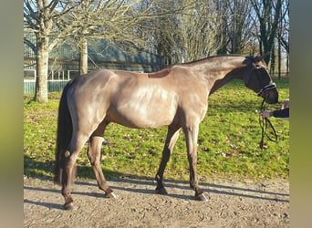 Francés de silla (Selle francais), Caballo castrado, 15 años, 166 cm, Negro