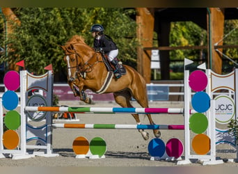 Francés de silla (Selle francais), Caballo castrado, 15 años, Alazán