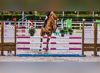 Francés de silla (Selle francais), Caballo castrado, 15 años, Alazán