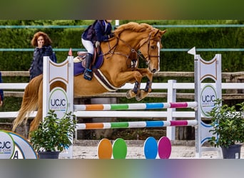 Francés de silla (Selle francais), Caballo castrado, 15 años, Alazán