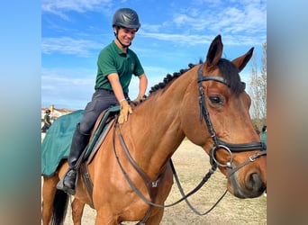 Francés de silla (Selle francais), Caballo castrado, 16 años, 165 cm, Castaño