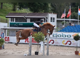 Francés de silla (Selle francais), Caballo castrado, 16 años, Alazán