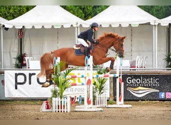 Francés de silla (Selle francais), Caballo castrado, 16 años, Alazán