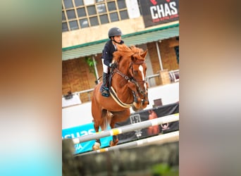 Francés de silla (Selle francais), Caballo castrado, 16 años, Alazán