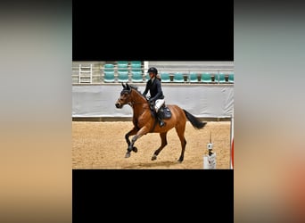 Francés de silla (Selle francais), Caballo castrado, 17 años, 160 cm, Castaño