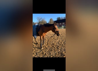 Francés de silla (Selle francais), Caballo castrado, 17 años, 160 cm, Castaño