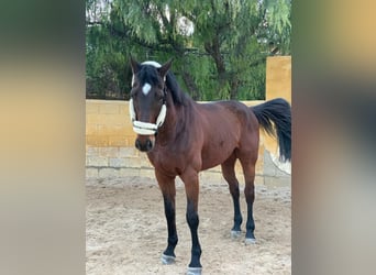 Francés de silla (Selle francais), Caballo castrado, 18 años, 174 cm, Castaño