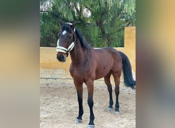 Francés de silla (Selle francais), Caballo castrado, 18 años, 174 cm, Castaño