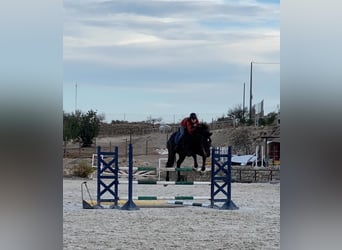 Francés de silla (Selle francais), Caballo castrado, 18 años, 174 cm, Castaño