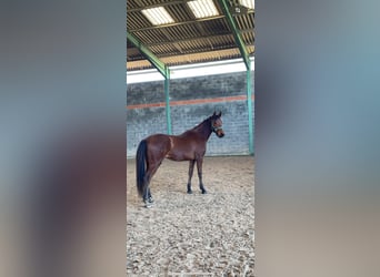 Francés de silla (Selle francais), Caballo castrado, 2 años, 160 cm, Castaño