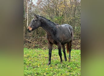 Francés de silla (Selle francais), Caballo castrado, 2 años, 165 cm, Morcillo