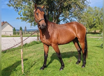 Francés de silla (Selle francais), Caballo castrado, 2 años, 170 cm, Castaño