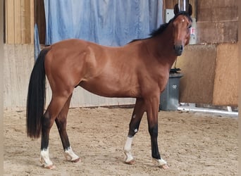 Francés de silla (Selle francais), Caballo castrado, 2 años, Castaño