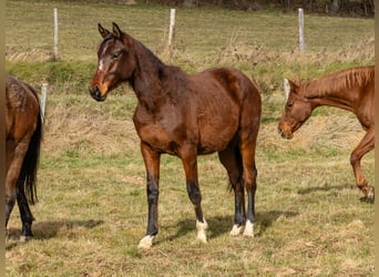 Francés de silla (Selle francais), Caballo castrado, 2 años, Castaño