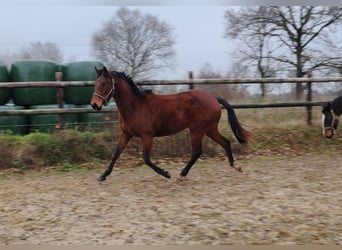 Francés de silla (Selle francais), Caballo castrado, 3 años, 160 cm, Castaño