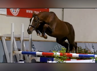 Francés de silla (Selle francais), Caballo castrado, 3 años, 166 cm, Alazán-tostado