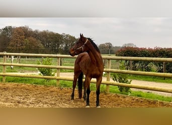 Francés de silla (Selle francais), Caballo castrado, 3 años, 168 cm, Castaño