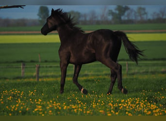 Francés de silla (Selle francais), Caballo castrado, 4 años, 162 cm, Morcillo