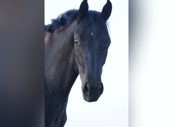 Francés de silla (Selle francais), Caballo castrado, 4 años, 162 cm, Morcillo