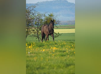 Francés de silla (Selle francais), Caballo castrado, 4 años, 162 cm, Morcillo