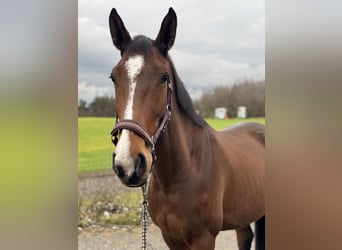 Francés de silla (Selle francais), Caballo castrado, 4 años, 167 cm, Castaño