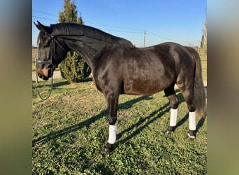 Francés de silla (Selle francais), Caballo castrado, 4 años, 170 cm, Morcillo